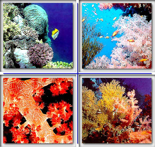 Napernyővel védik magukat a korallok