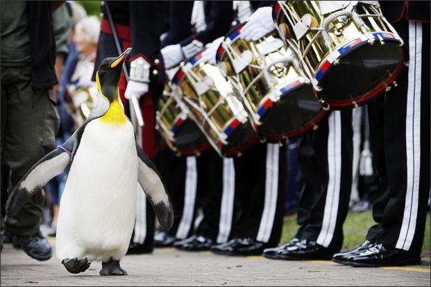 Lovag lett a pingvin ezredes