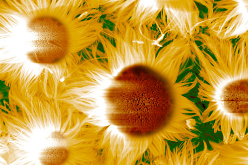 Nanoszál-virágok